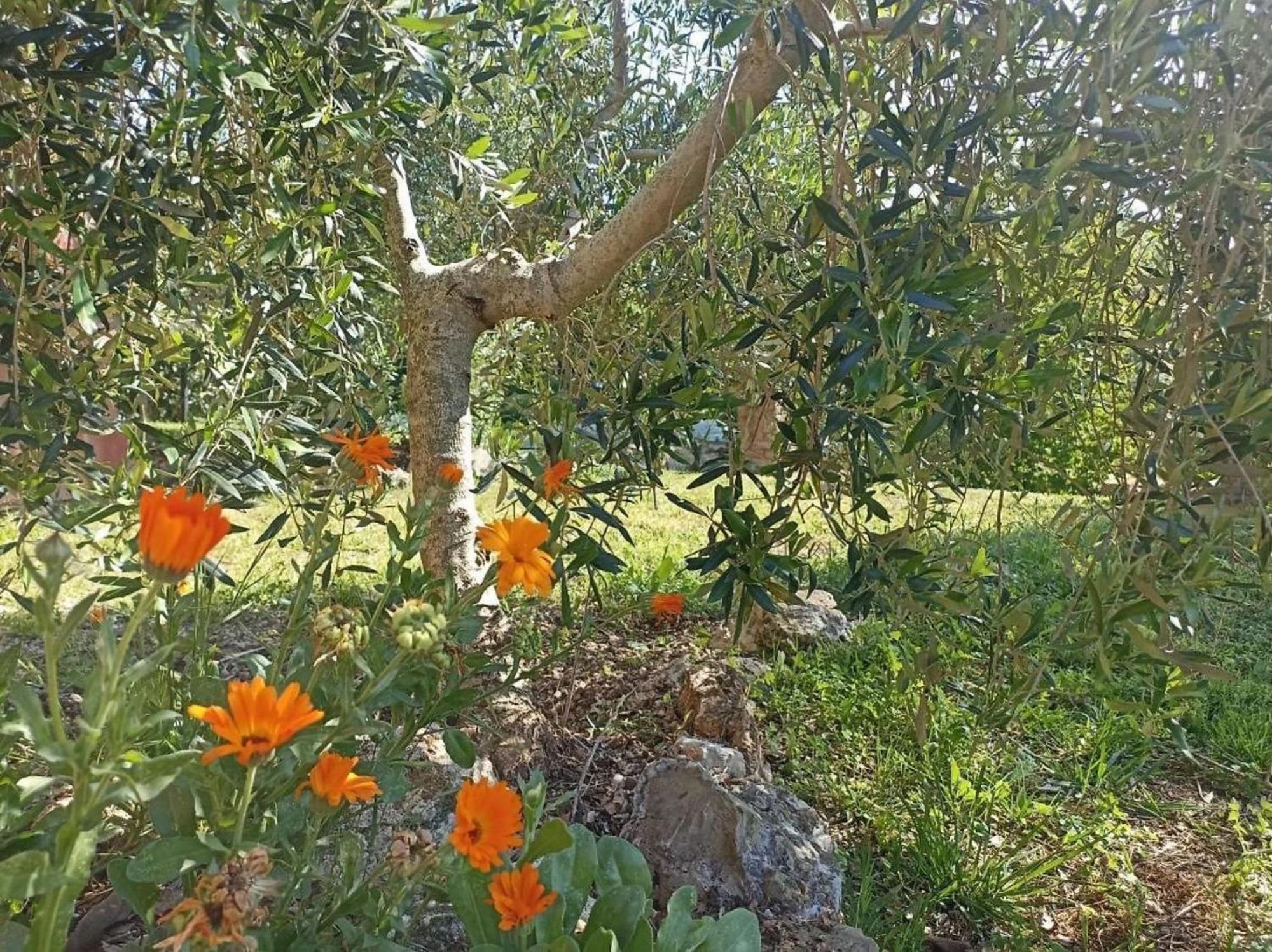 La Mandriana Villa Massa Marittima Eksteriør billede
