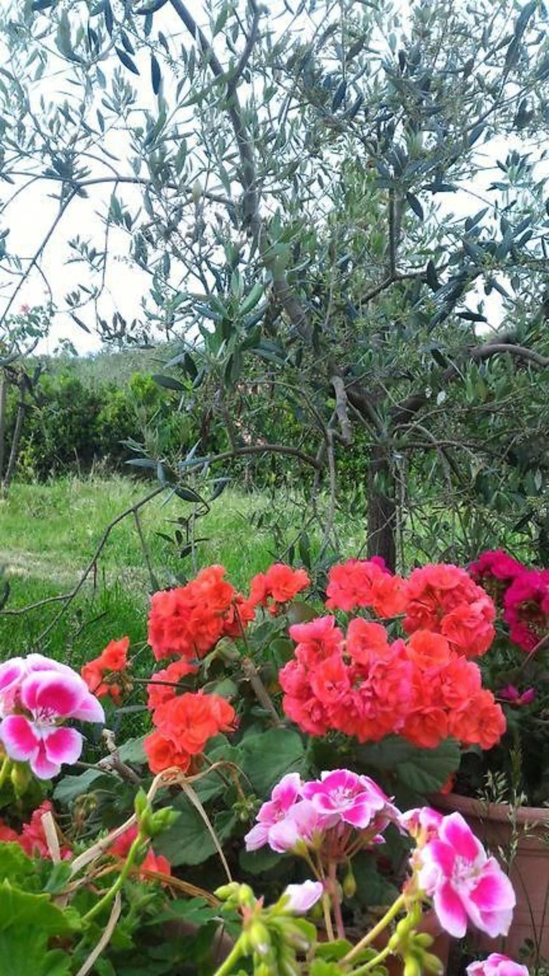 La Mandriana Villa Massa Marittima Eksteriør billede