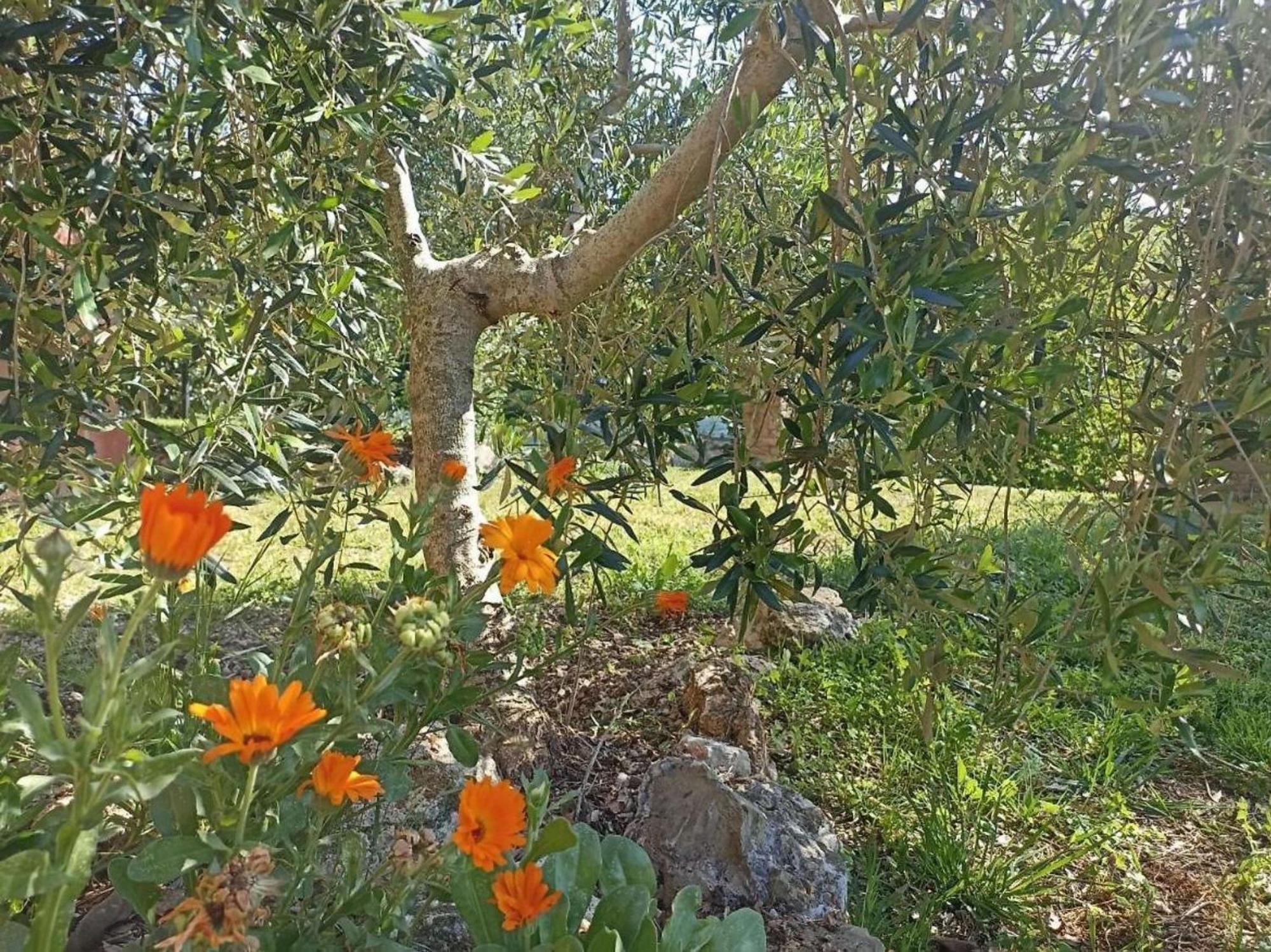 La Mandriana Villa Massa Marittima Eksteriør billede