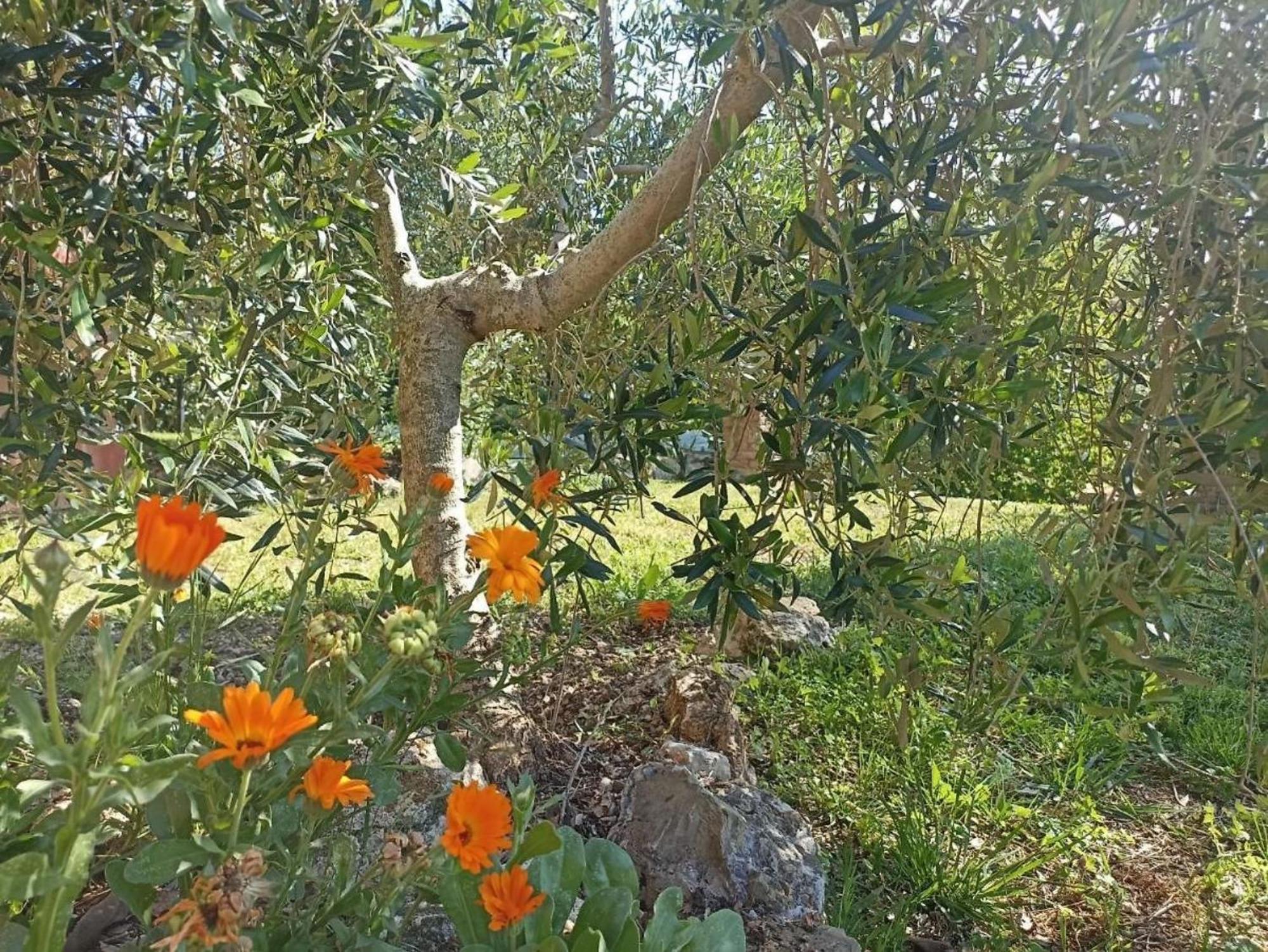 La Mandriana Villa Massa Marittima Eksteriør billede
